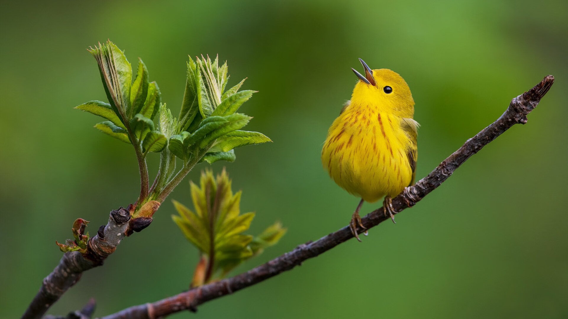 足球与赛车的跨界狂想,加纳终结AC米兰,德里赫特F1街道赛接管比赛