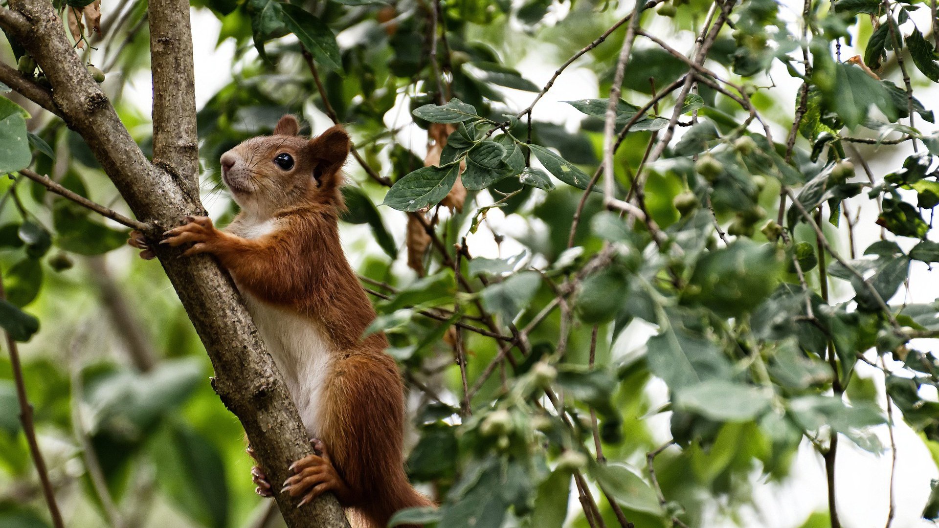 金鳞破浪，内马尔单骑难救主，克罗地亚闪电三连击终结挪威童话