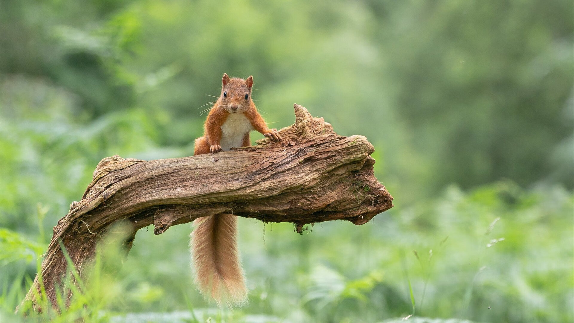 当圣塞巴斯蒂安的风吹过安特卫普港，戈麦斯与皇家社会的比利时制霸记